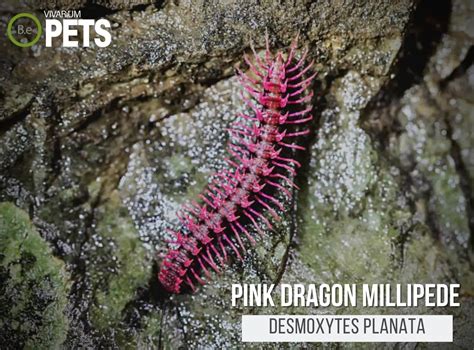 Desmoxytes Planata "Pink Dragon Millipede" Care Guide