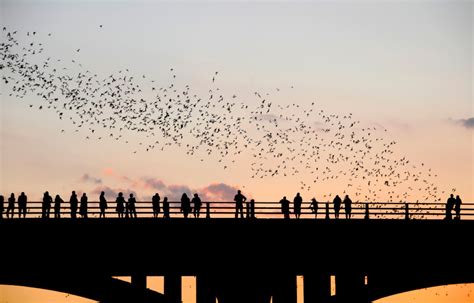 Austin, Texas – Bats of Austin « Places 2 Explore