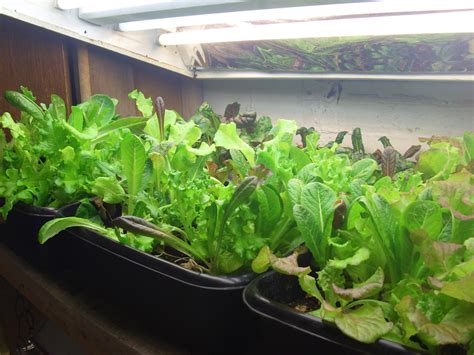 Indoor Lettuce Dec 2015 | Lettuce, Winter garden, Vegetables