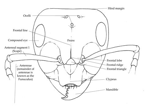 Face anatomy diagram Slave making ant Formica sanguinea - Lizzie Harper