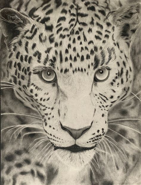 Leopard Pencil Drawing Pencil Drawings Animal Pencil Drawing Animals Wild Animals Pencil Arts ...