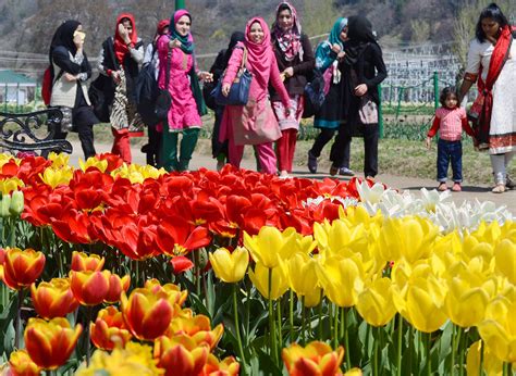 Tulip Garden: Kashmir’s latest star attraction