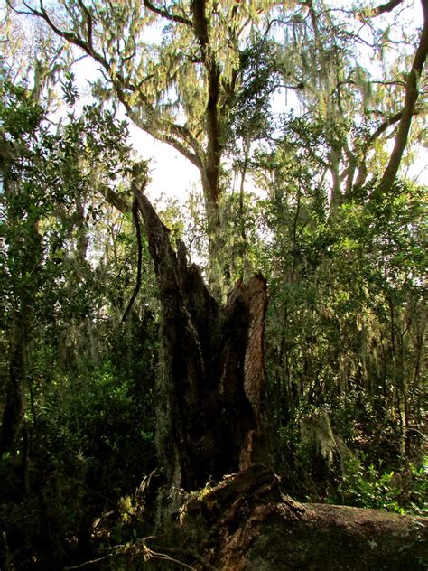 Savannah, GA | Savannah National Wildlife Refuge | Jeff Gunn | Flickr