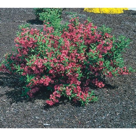 2.58-Gallon Pink Weigela Flowering Shrub in Pot (L1019) at Lowes.com