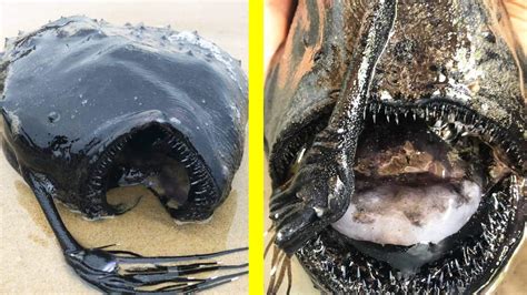 Terrifying "Football Fish" Washes Up On Shore