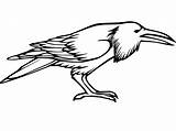 Ravens Coloring Pages  Free Printable For Kids sketch template