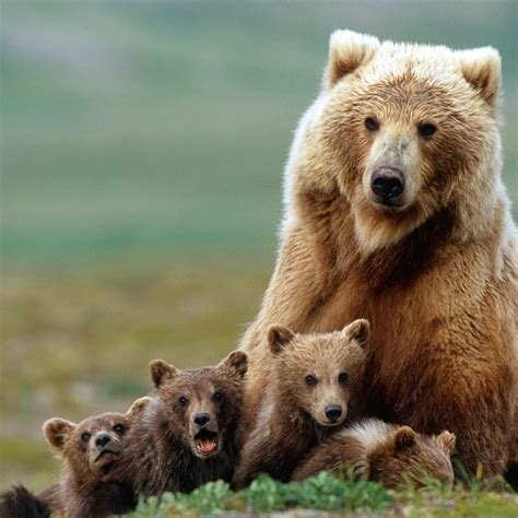 Brown bear mother with her cubs