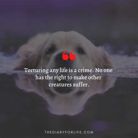 70 Animal Abuse Quotes And Sayings To Stop Animal Cruelty