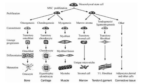 Mesenchymal Stem Cells - Creative Diagnostics