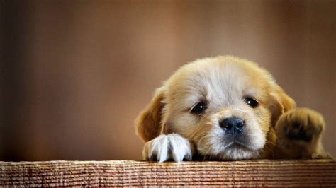 4K Puppy Wallpapers - Top Free 4K Puppy Backgrounds - WallpaperAccess