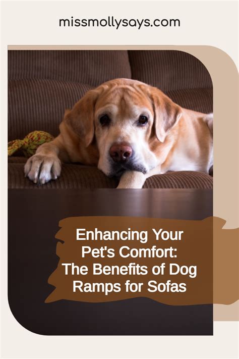 Enhancing Your Pet's Comfort: The Benefits of Dog Ramps for Sofas