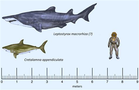 Fossils of Prehistoric Shark Discovered in Texas | Sci.News