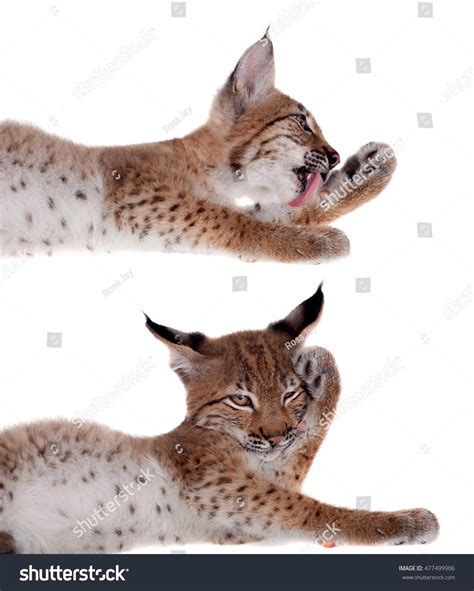 Eurasian Lynx Cub On White Stock Photo (Edit Now) 477499906