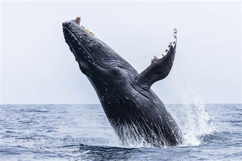 Humpback Whale Breaching - Breaching Humpback Whale - Stock Image - C006/0253 ... / Humpbacks ...