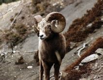 Wild Sheep Outfitters » Savage Encounters