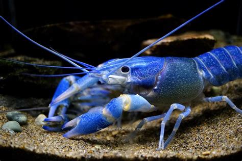 Freshwater Blue Lobster | Aquarium Fish India