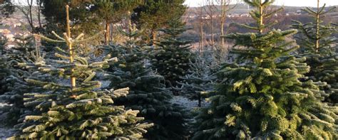 Over 600,000 Irish Christmas trees to be harvested this year - Agriland.ie