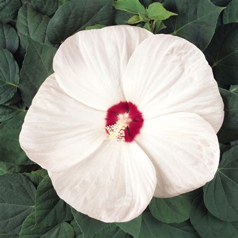 Luna Series F1 Hibiscus Flower Garden Seeds - White - 100 Seeds ...