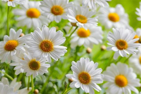 Daisy Flower Meaning and Symbolism in the Langauge of Flowers - Petal Republic