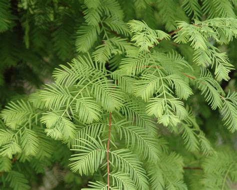 Dawn Redwood Shade Trees | McMakin Farms