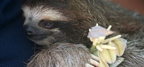 Sloths | Nature | PBS