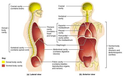 Body cavities and membranes : Anatomy & Physiology