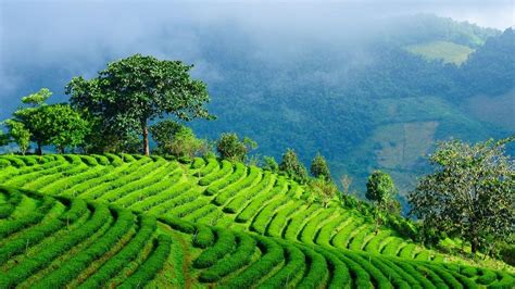 tea :- What are the fertilizer recommendation for tea cultivation?