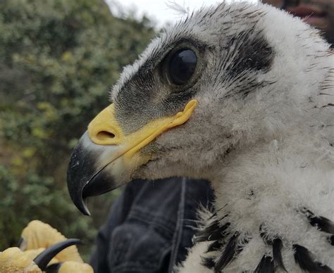 Golden Eagle Chicks Found in the Santa Monica Mountains for First Time ...