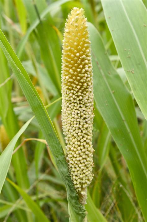 Finger Millet Plant