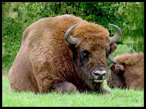 The Wisent | European bison, Animals, Bison