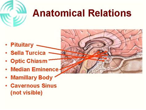 PITUITARY GLAND HYPOTHALAMUS Anatomical Relations Pituitary Sella Turcica