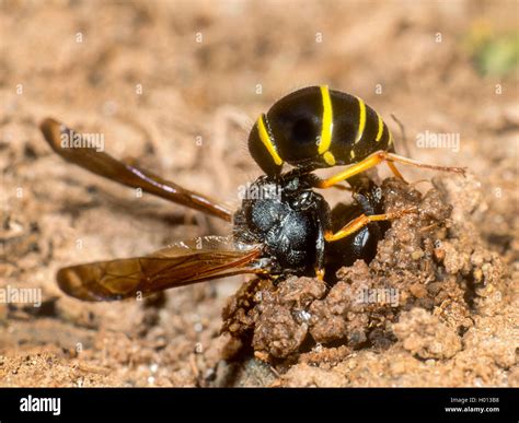 Potter wasp nest hi-res stock photography and images - Alamy