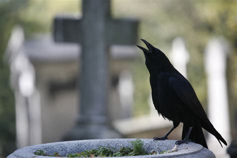 Crow Tattoo Meaning: Negative & Positive Symbolism Associated with the Bird