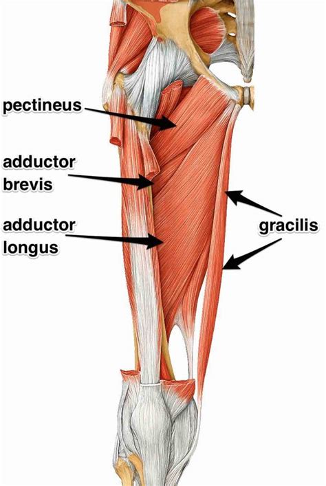 The Adductor Muscles, Their Attachments and Actions | Yoganatomy