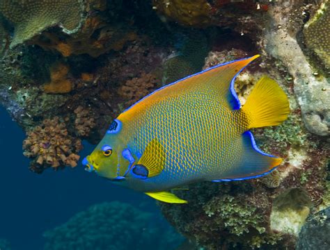 Bahamas Princess Parrotfish | Bahamas Snorkeling Tours