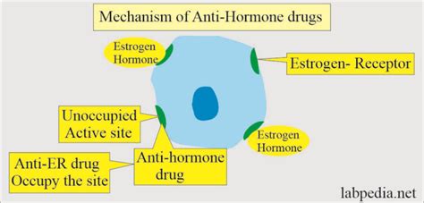 Estrogen/Progesterone Receptors (ER/PR Receptors) - Labpedia.net