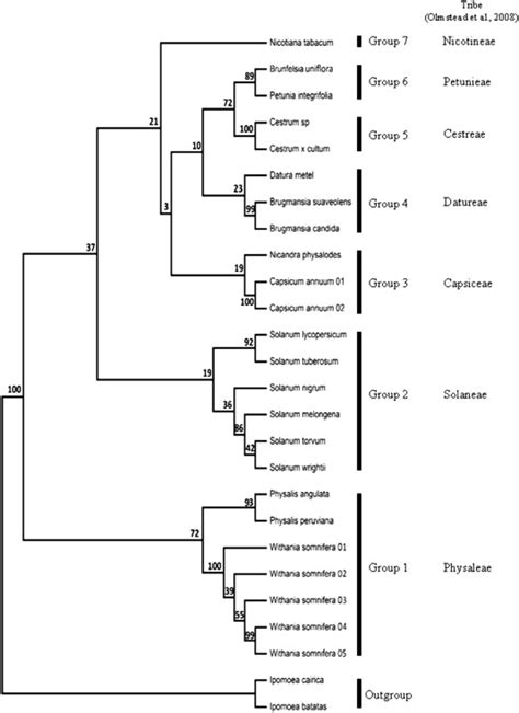 Phylogenetic tree of Indonesia Solanaceae based on the internal ...