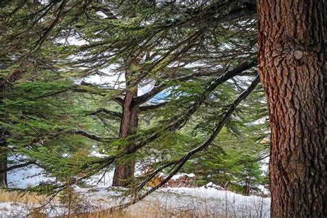 The Holy Tale Behind the Cedars of Lebanon