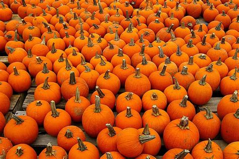 Little-Known Hudson Valley Pumpkin Patch Named Best in Nation