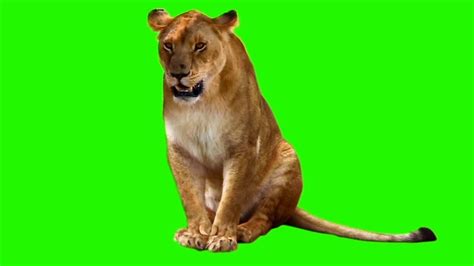 Female Lion | Green Screen Animals | Download Link - YouTube