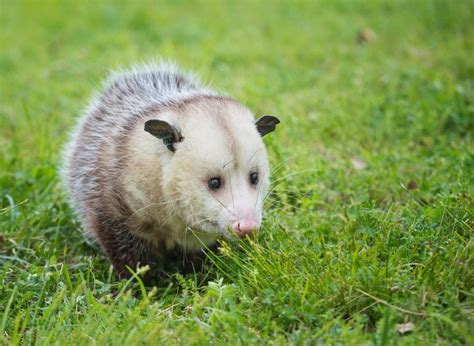 Do Possums Dig Under Houses? (And How to Keep Them Away) - My Backyard Life