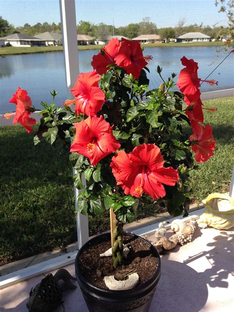 My Hibiscus Tree in full bloom | Hibiscus, Hibiscus tree, Beautiful flowers