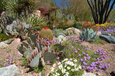 Dream garden, Arizona gardening, Xeriscape