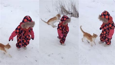 Cat Wants Hugs from Little Human and Won't Take No for an Answer - Love ...