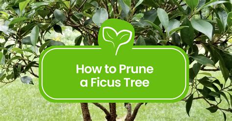 How to Prune a Ficus Tree - The Complete Guide - Plant Propagation