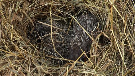 Hedgehogs in nest - Stock Video Clip - K003/9868 - Science Photo Library