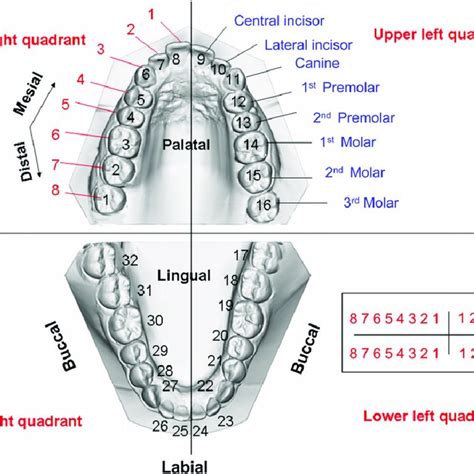 Canine classification. (A) Class I canine with the maxillary canine... | Download Scientific Diagram