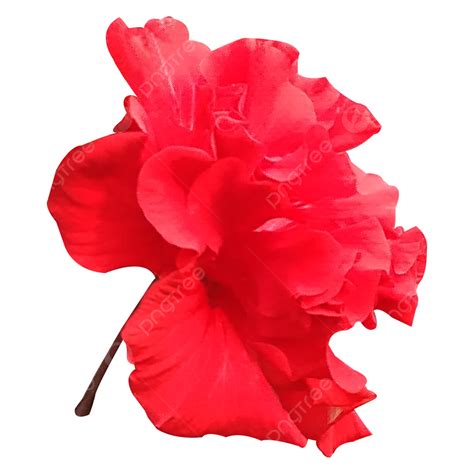 Red Hibiscus Flower, Hibiscus Flower, Red Flowers, Flowers PNG Transparent Clipart Image and PSD ...