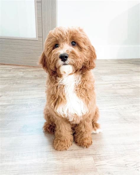 Cavapoo Breeders in New York – Top 6 Picks!