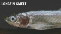 Delta Smelt Listed as Endangered | Climate Watch | KQED Science